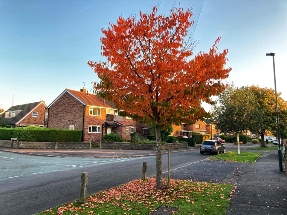 Photograph of Chapel Lane in autumn