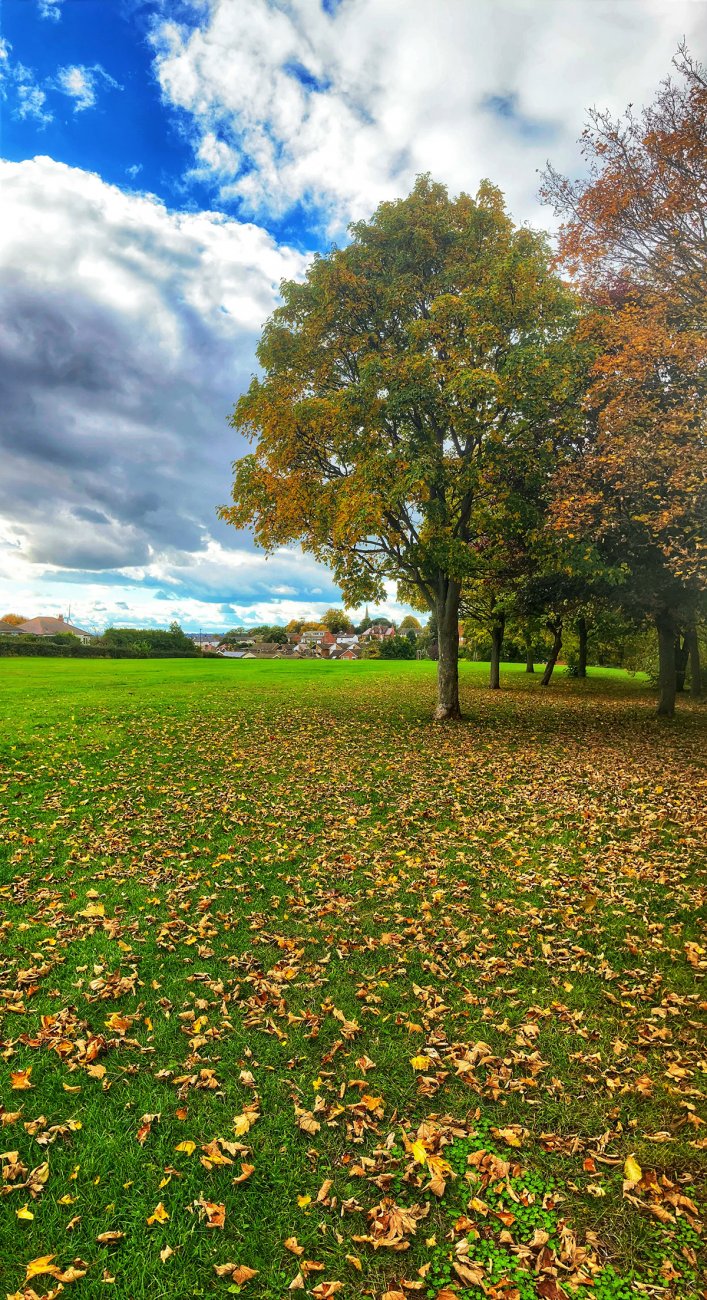 Photograph of South Avenue park in Autumn